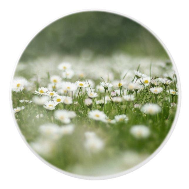 Daisy Meadow Knopp (Framsidan)