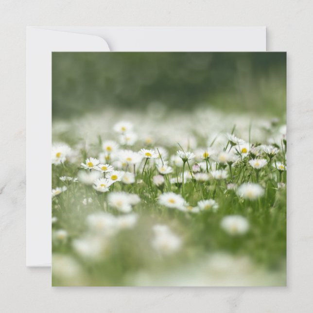 Daisy Meadow Kort (Framsida)