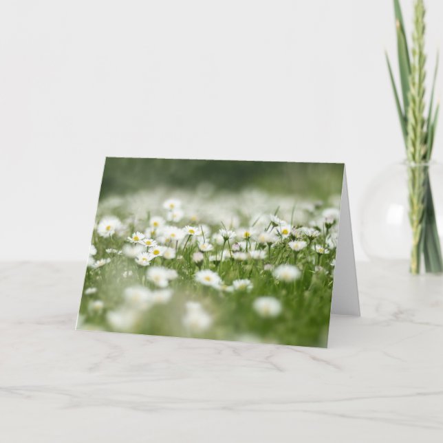 Daisy Meadow Kort (Framsida)