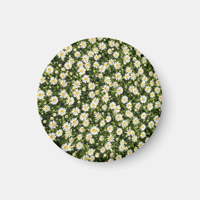 Daisy Meadow Magnet (Framsidan)
