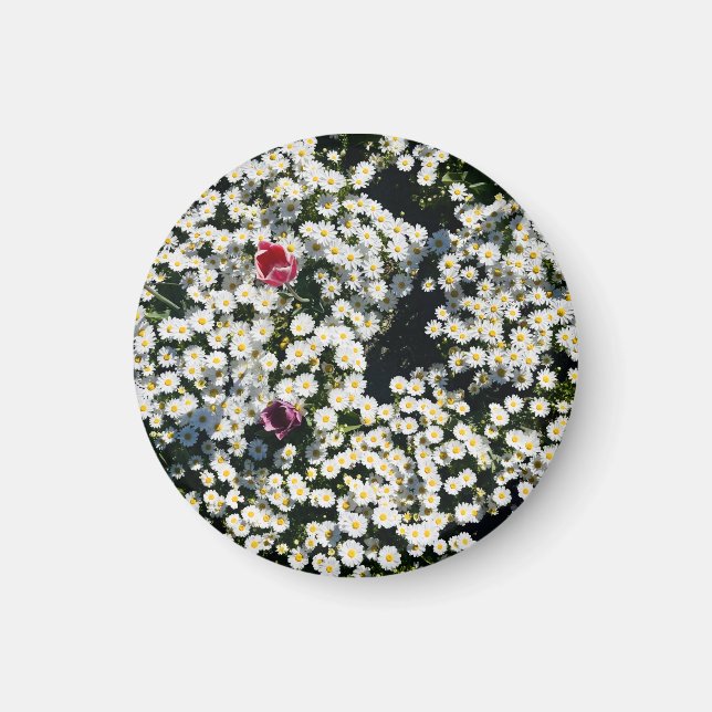 Daisy Meadow Magnet (Framsidan)