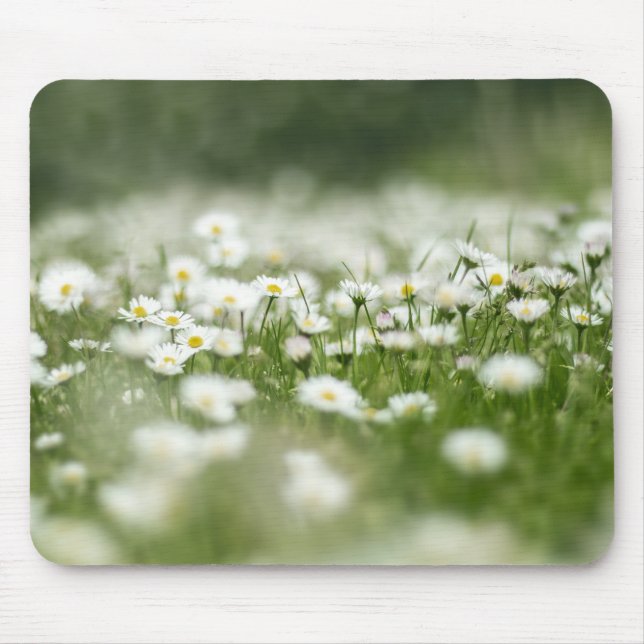 Daisy Meadow Musmatta (Framsidan)