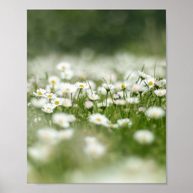 Daisy Meadow Poster (Framsidan)