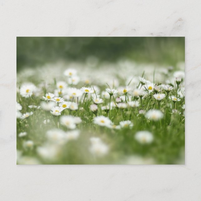Daisy Meadow Vykort (Framsida)