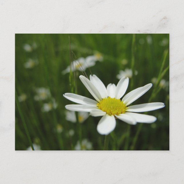 Daisy Meadow Vykort (Framsida)