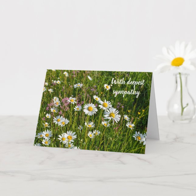 Daisy Meadows  - Med djupaste sympati Kort (Liten växt)