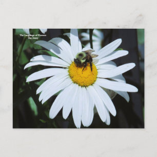 Daisy med Baby Bumblebee Vykort