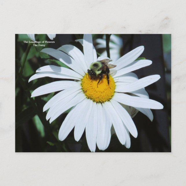 Daisy med Baby Bumblebee Vykort (Framsida)