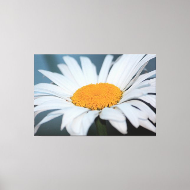 Daisy med blå grått canvastryck (Framsida)
