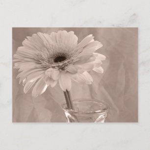 Daisy med färgton ro vykort