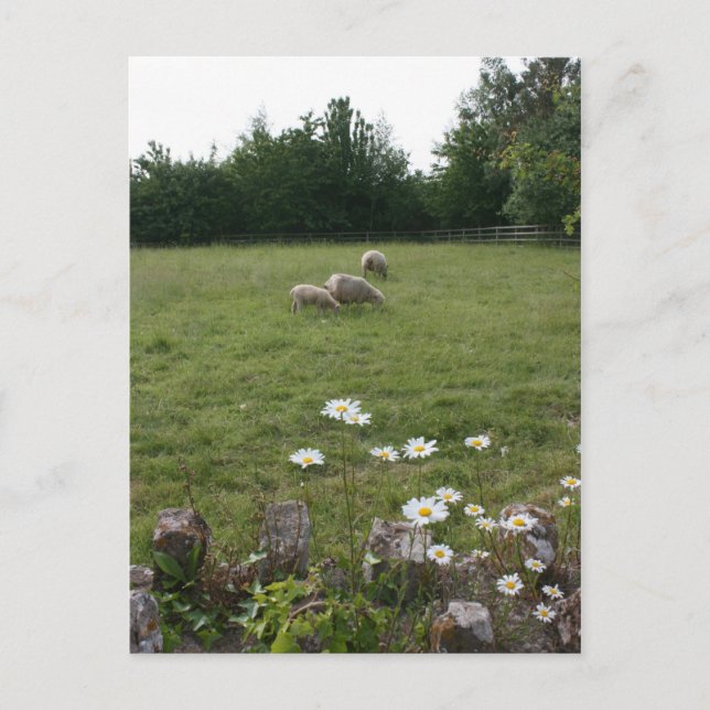 Daisy med lamm vykort (Framsida)