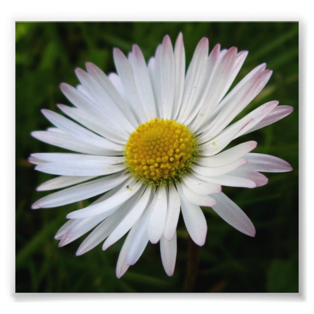 Daisy Mörker Fototryck (Framsidan)