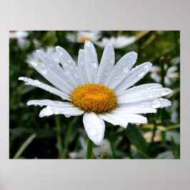 Daisy Morning Dew Poster