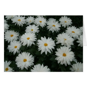 Daisy Morsa OBS Kort