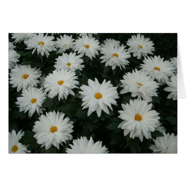 Daisy Morsa OBS Kort (Framsidan Horizontal)