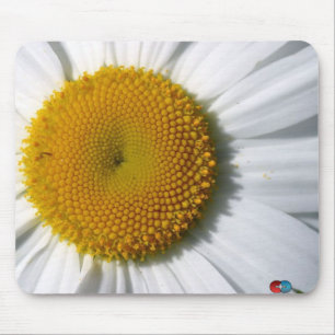 Daisy Musmatta
