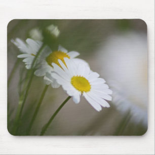 Daisy Musmatta