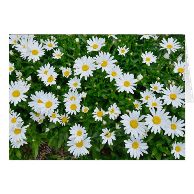 Daisy OBS Kort (Framsidan Horizontal)