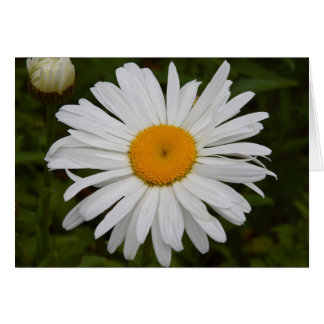 Daisy OBS Kort