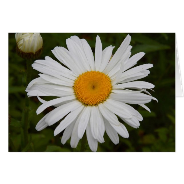 Daisy OBS Kort (Framsidan Horizontal)