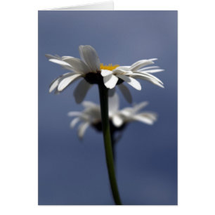 Daisy OBS Kort