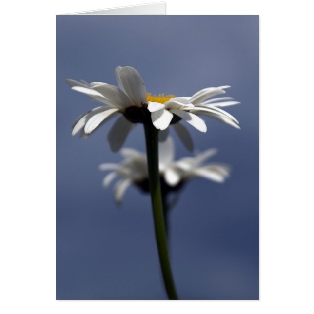 Daisy OBS Kort (Framsidan)