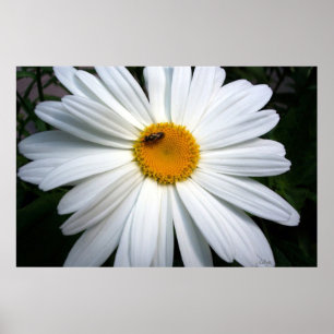 Daisy och bin poster