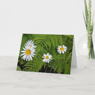 Daisy och Ferns, inklusive kuvert Kort