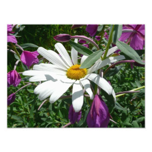 Daisy och Fireweed Wildblomma Fototryck
