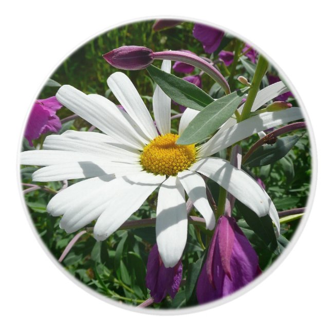 Daisy och Fireweed Wildblomma Knopp (Framsidan)