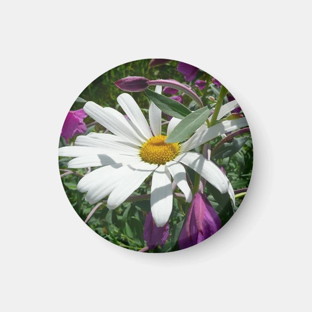 Daisy och Fireweed Wildblomma Magnet (Framsidan)
