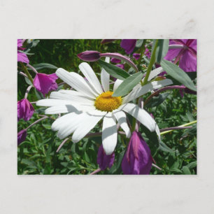 Daisy och Fireweed Wildblomma Vykort