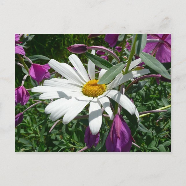 Daisy och Fireweed Wildblomma Vykort (Framsida)