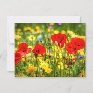 Daisy och poppies vykort