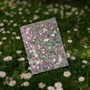 Daisy och Rosa av vild i Naturliga Fält Vykort