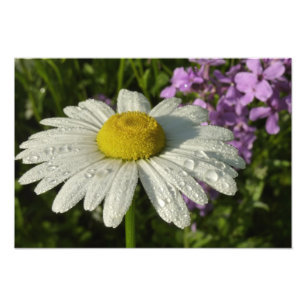 Daisy och sommar Lilac Wildblomma Fototryck