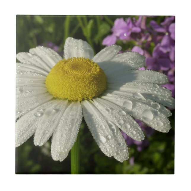Daisy och sommar Lilac Wildblomma Kakelplatta (Framsidan)