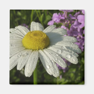 Daisy och sommar Lilac Wildblomma Magnet