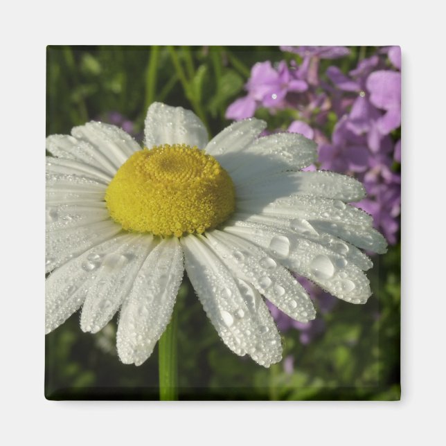 Daisy och sommar Lilac Wildblomma Magnet (Framsidan)