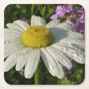 Daisy och sommar Lilac Wildblomma Underlägg Papper Kvadrat