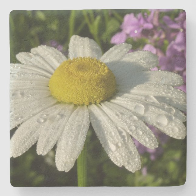 Daisy och sommar Lilac Wildblomma Underlägg Sten (Framsidan)