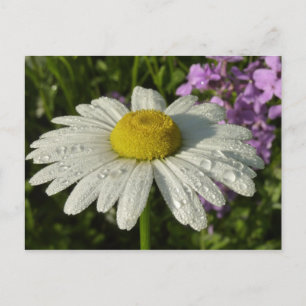 Daisy och sommar Lilac Wildblomma Vykort