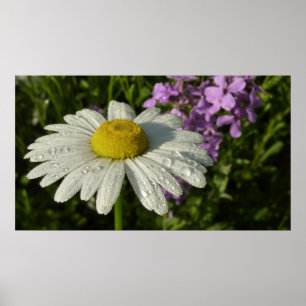 Daisy och sommarlila botaniska poster