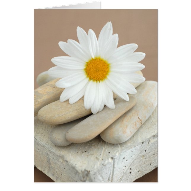 Daisy och stenar hälsningskort (Framsidan)