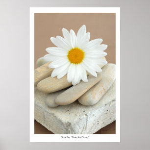 Daisy och stenar poster