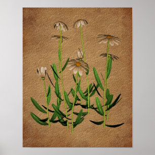 Daisy om Åldrasens Pappra Blommigt Art-Poster Poster