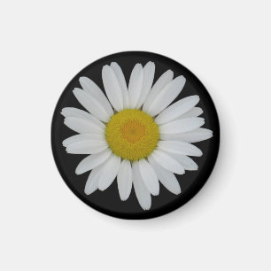 Daisy på den svart magneten magnet