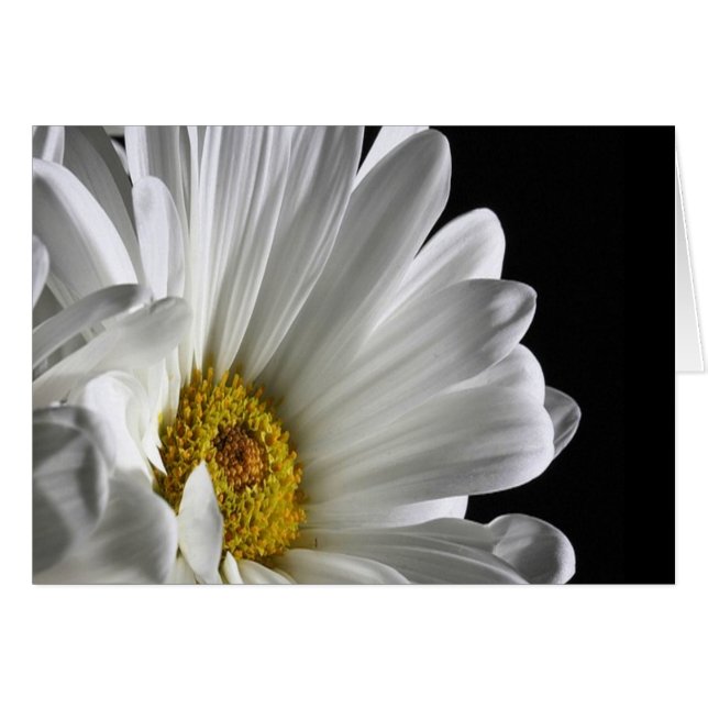 Daisy på svart bakgrund hälsningskort (Framsidan Horizontal)
