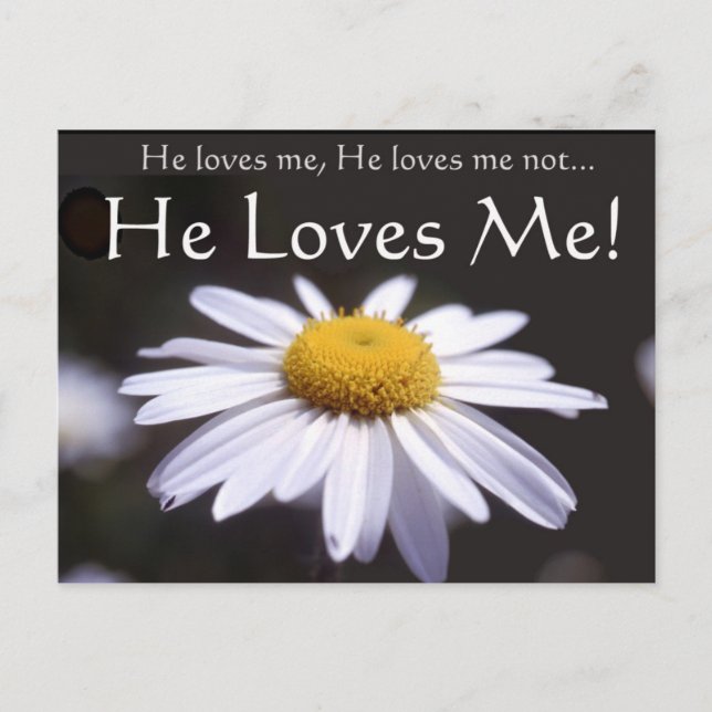 Daisy på svart bakgrund vykort (Framsida)