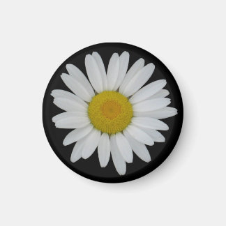 Daisy på svart magnet